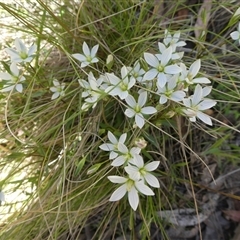 Gentianella polysperes (Early Forest-Gentian) at Wilsons Valley, NSW - 15 Dec 2024 by Boronia