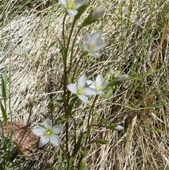 Gentianella polysperes at Wilsons Valley, NSW - 15 Dec 2024