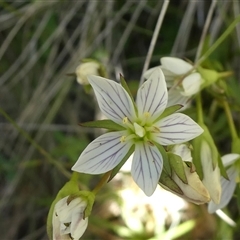 Gentianella polysperes at Wilsons Valley, NSW - 15 Dec 2024