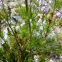 Veronica nivea (Snow Speedwell) at Perisher Valley, NSW - 13 Dec 2024 by Boronia