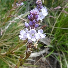 Veronica nivea at Perisher Valley, NSW - 13 Dec 2024 04:10 PM