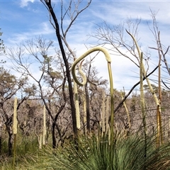 Xanthorrhoea resinosa (Grass Tree) at Green Cape, NSW - 21 Oct 2020 by AlisonMilton