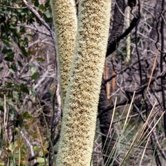 Xanthorrhoea resinosa at Green Cape, NSW - 21 Oct 2020