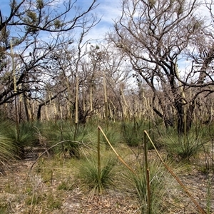 Xanthorrhoea resinosa at Green Cape, NSW - 21 Oct 2020