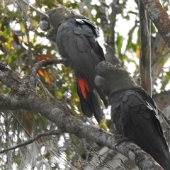 Calyptorhynchus lathami lathami (Glossy Black-Cockatoo) at High Range, NSW - 19 Nov 2021 by GITM3