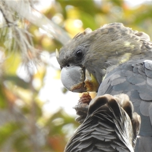 Calyptorhynchus lathami lathami at High Range, NSW - suppressed