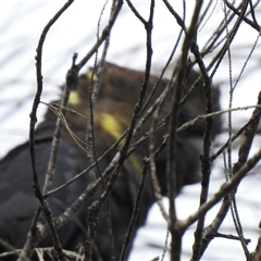 Calyptorhynchus lathami lathami at High Range, NSW - 19 Nov 2021