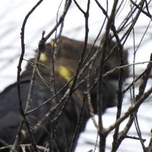 Calyptorhynchus lathami lathami at High Range, NSW - suppressed