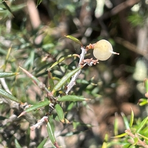 Lissanthe strigosa subsp. subulata (Peach Heath) at Gurrundah, NSW by JaneR