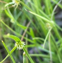 Cyperus sphaeroideus (Scented Sedge) at Gurrundah, NSW - 23 Dec 2024 by JaneR