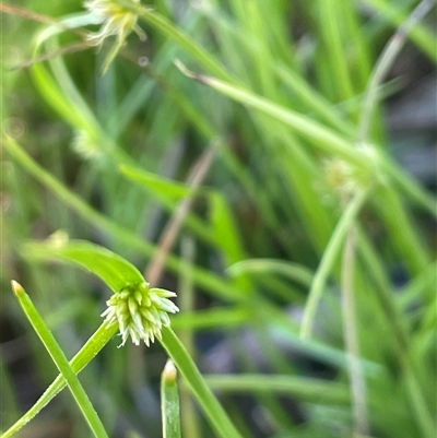 Cyperus sphaeroideus (Scented Sedge) at Gurrundah, NSW - 23 Dec 2024 by JaneR