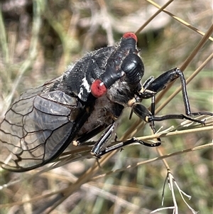 Psaltoda moerens (Redeye cicada) at Gurrundah, NSW by JaneR