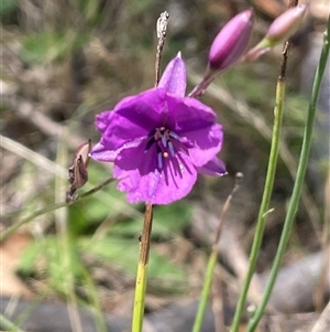 Arthropodium fimbriatum (Nodding Chocolate Lily) at Gurrundah, NSW by JaneR