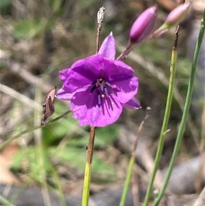 Arthropodium fimbriatum (Nodding Chocolate Lily) at Gurrundah, NSW - 23 Dec 2024 by JaneR