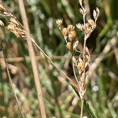 Juncus remotiflorus (Diffuse Rush) at Gurrundah, NSW - 23 Dec 2024 by JaneR