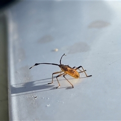 Coreidae (family) (Coreid plant bug) at Hughes, ACT - 29 Dec 2024 by LisaH