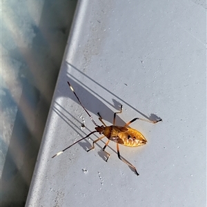 Coreidae (family) at Hughes, ACT - 29 Dec 2024