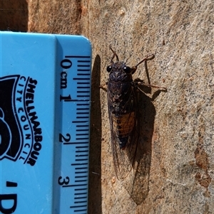 Yoyetta repetens (Zipping Ambertail) at Stream Hill, NSW by PaperbarkNativeBees