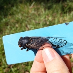 Psaltoda moerens (Redeye cicada) at Stream Hill, NSW - 29 Dec 2024 by PaperbarkNativeBees