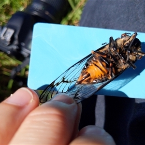 Psaltoda moerens at Stream Hill, NSW - 29 Dec 2024