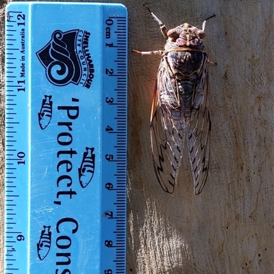 Henicopsaltria eydouxii (Razor Grinder) at Stream Hill, NSW - 29 Dec 2024 by PaperbarkNativeBees