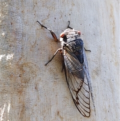 Psaltoda moerens (Redeye cicada) at Stream Hill, NSW - 28 Dec 2024 by PaperbarkNativeBees