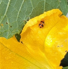 Aulacophora hilaris (Pumpkin Beetle) at Bowning, NSW - 28 Dec 2024 by Maren