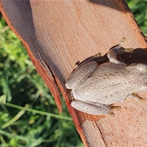 Litoria peronii at Bowning, NSW - 29 Dec 2024