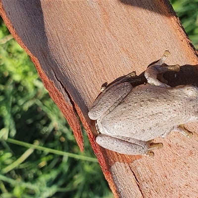 Litoria peronii (Peron's Tree Frog, Emerald Spotted Tree Frog) at Bowning, NSW - 29 Dec 2024 by Maren