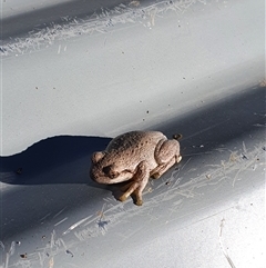 Litoria peronii at Bowning, NSW - 29 Dec 2024 08:24 AM