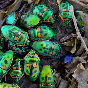 Scutelleridae (family) (Jewel bug, metallic shield bug) at Stream Hill, NSW by PaperbarkNativeBees