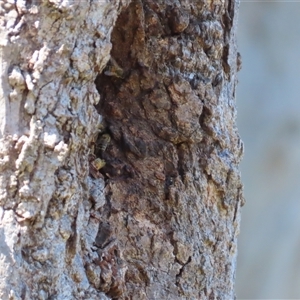 Apis mellifera at Kangaroo Valley, NSW - suppressed