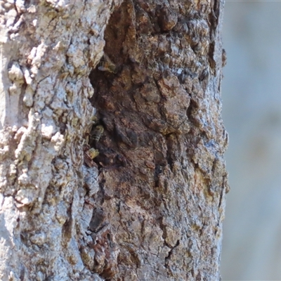 Apis mellifera (European honey bee) at Kangaroo Valley, NSW - 28 Dec 2024 by lbradley