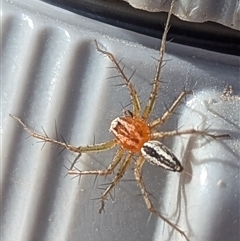 Oxyopes gracilipes (Graceful-legs Lynx Spider) at Kambah, ACT - 29 Dec 2024 by HelenCross