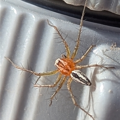 Oxyopes gracilipes (Graceful-legs Lynx Spider) at Kambah, ACT - 29 Dec 2024 by HelenCross