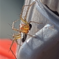 Oxyopes gracilipes at Kambah, ACT - suppressed