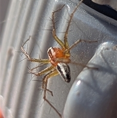 Oxyopes gracilipes at Kambah, ACT - suppressed