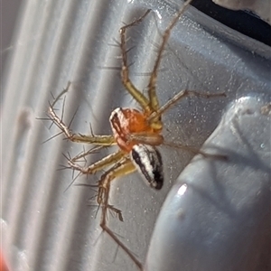 Oxyopes gracilipes at Kambah, ACT - suppressed