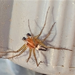 Oxyopes gracilipes at Kambah, ACT - suppressed