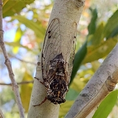 Aleeta curvicosta (Floury baker) at Stream Hill, NSW - 29 Dec 2024 by PaperbarkNativeBees