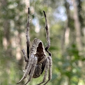 Unidentified Spider at Dunbogan, NSW by Nette