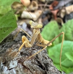 Pseudomantis albofimbriata (False garden mantis) at Weetangera, ACT - 18 Dec 2024 by SarahE