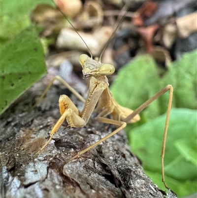 Pseudomantis albofimbriata (False garden mantis) at Weetangera, ACT - 18 Dec 2024 by SarahE