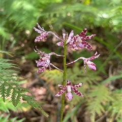 Dipodium variegatum (Blotched Hyacinth Orchid) at Dunbogan, NSW - 29 Dec 2024 by Nette