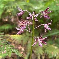 Dipodium variegatum at Dunbogan, NSW - 29 Dec 2024