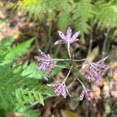 Dipodium variegatum at Dunbogan, NSW - 29 Dec 2024