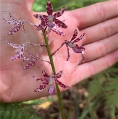 Dipodium variegatum at Dunbogan, NSW - 29 Dec 2024