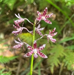 Dipodium variegatum at Dunbogan, NSW - 29 Dec 2024