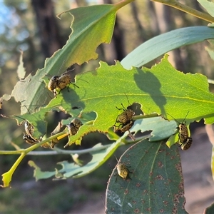 Aporocera (Aporocera) erosa (A leaf beetle) at Forbes Creek, NSW by clarehoneydove