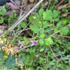 Rubus parvifolius (Native Raspberry) at Forbes Creek, NSW - 28 Dec 2024 by clarehoneydove